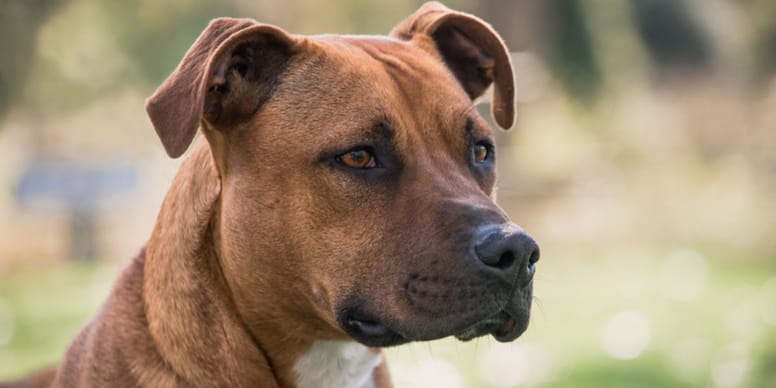 Chien torturé à Reims : Les autorités refusent de donner suite à la plainte