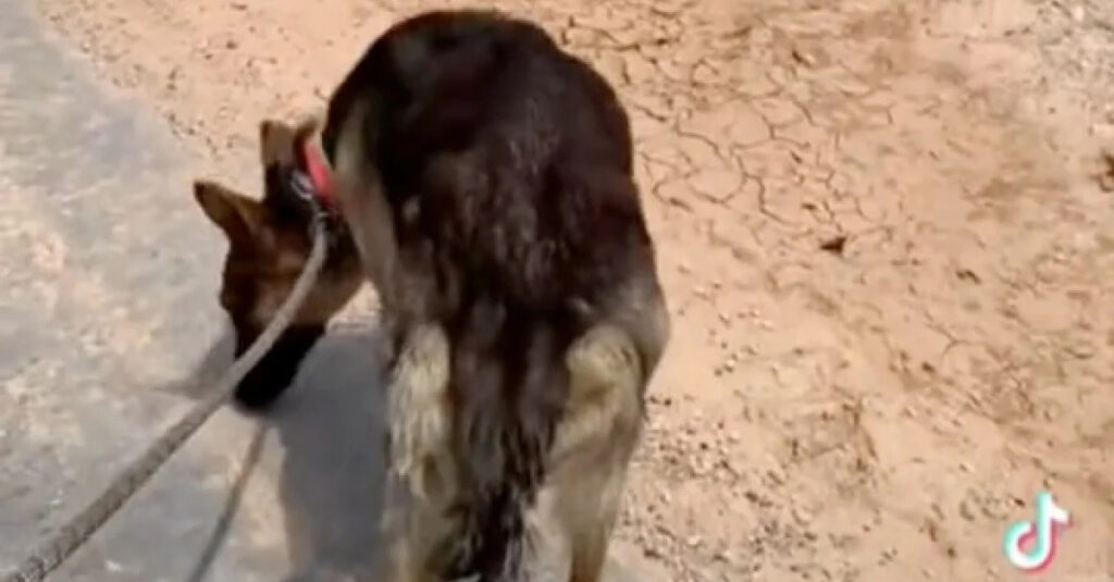 Chienne sauvée pourrait avoir été séparée de ses chiots : la femme retourne sur les lieux en quête de vérité