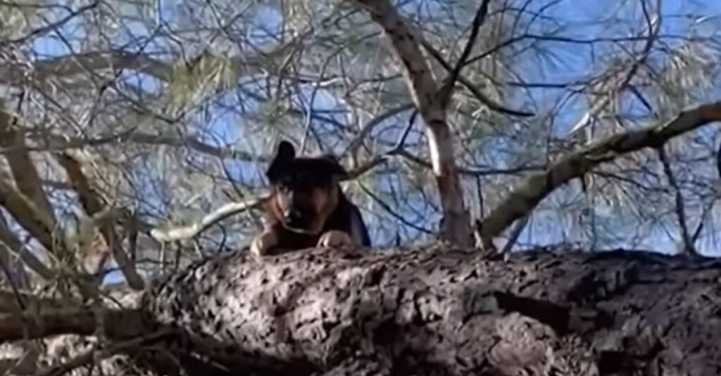 Chiens insolites : regardez ce que ce berger Allemand a fait après une longue recherche ! 🐕🌳