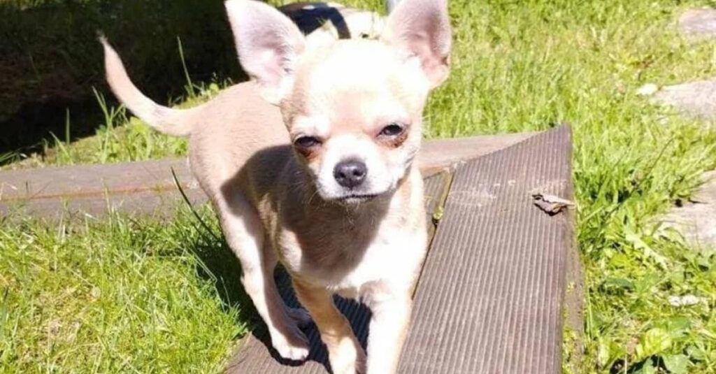 Chihuahua de 4 mois retrouvé à 800 km : la propriétaire raconte sa quête désespérée! 🔍🐾