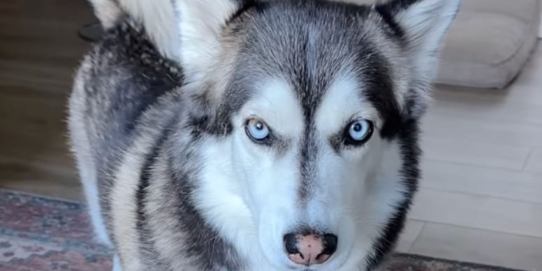 Craquez pour ce chien unique : le Corgsky fait craquer la toile !