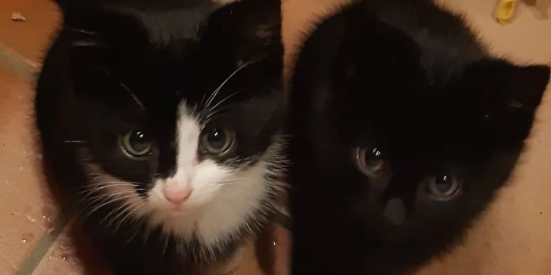 Deux chatons trouvés sur un site industriel : ce qu’il va en faire va te surprendre !