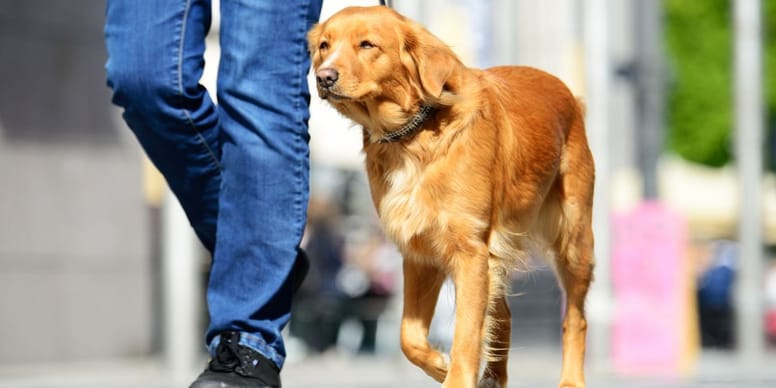 Drame à Calais : Un homme meurt en promenant son chien après une agression choquante.