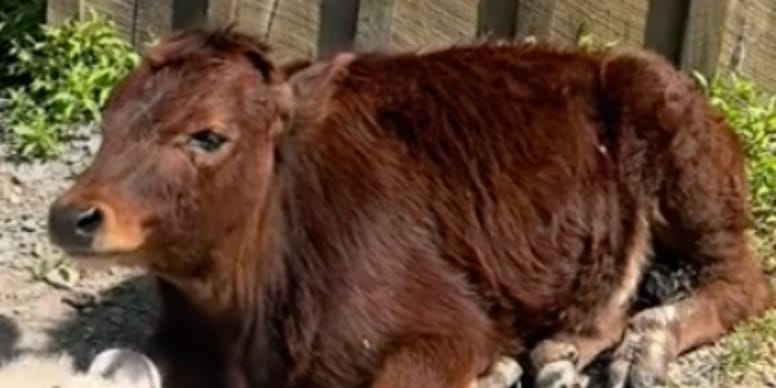 Émouvant ! Découvrez le duo inséparable formé par un veau et ses deux protecteurs (vidéo)