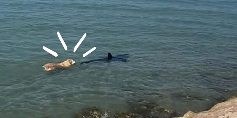 INCROYABLE : Un requin géant surgit de l’eau, la terreur des enfants révéle sa véritable identité !