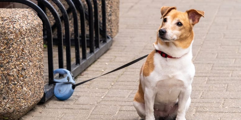 INCROYABLE : Vol de chien au supermarché en quelques minutes seulement !