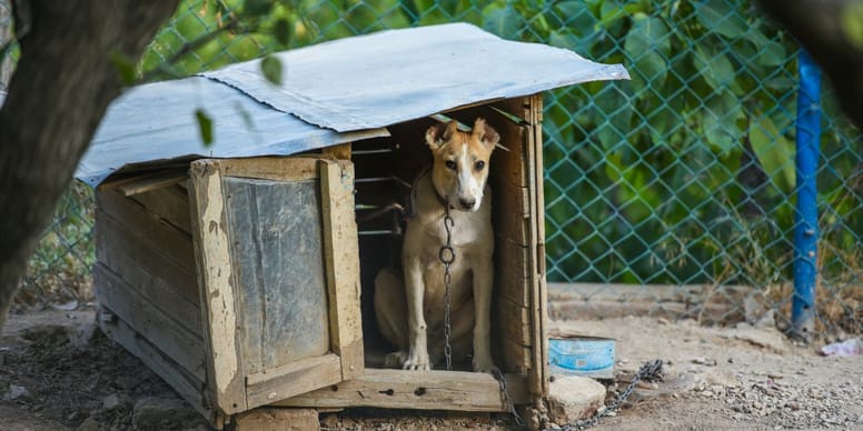 Ouragan Helene : La police découvre un chiot maltraité, son histoire va vous bouleverser !