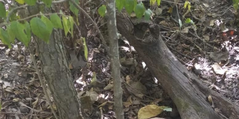 Randonneurs choqués : découvrez ce qu’ils trouvent sous un tronc d’arbre ! 🌳😱