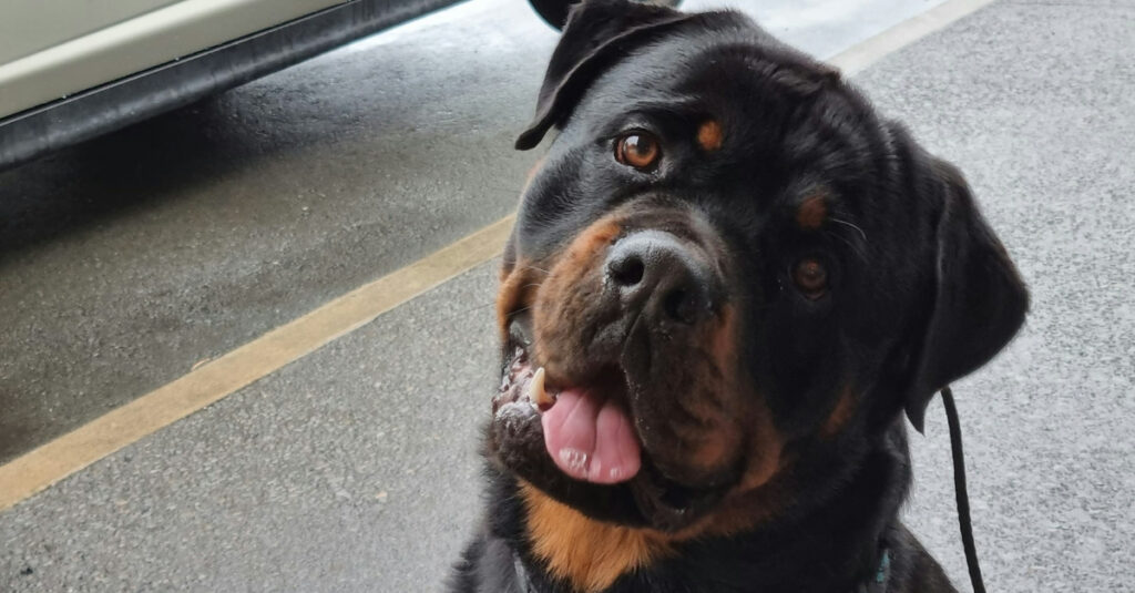 Rottweiler accusé à tort de violence : sa rémission est miraculeuse!