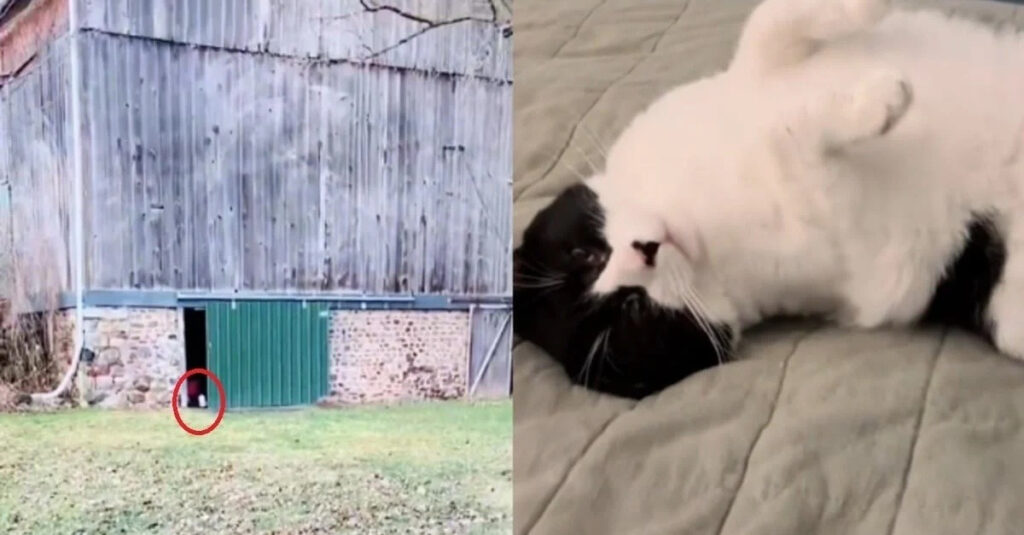 Sauvetage de chats errants : le couple transforme une ferme en sanctuaire !