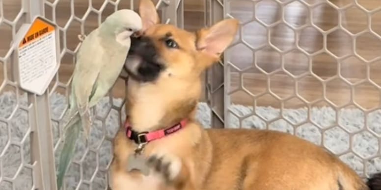 Trop mignon ! Regardez comment ce perroquet et ce Shiba Inu sont devenus inséparables sur TikTok !