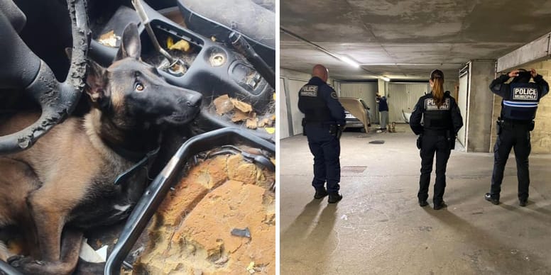 URGENT – Découverte choquante dans un parking souterrain en Seine-et-Marne: un chien abandonné et affamé (images choc)