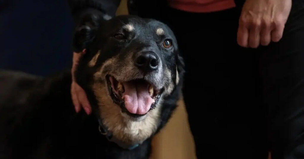 Un chien s’échappe de son refuge pour rendre visite aux résidents d’une maison de retraite!