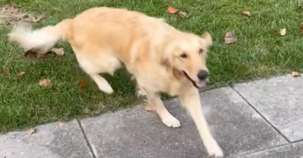 Une Golden Retriever en larmes de bonheur en découvrant son nouveau jardin !