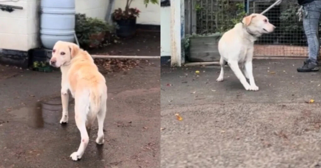 VIDÉO : ce Labrador pleure en disant adieu à ses anciens maîtres au refuge