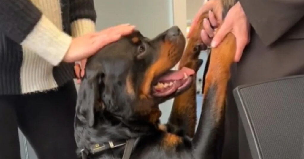 Vidéo : le chien star du bureau grâce à son incroyable geste d’affection !